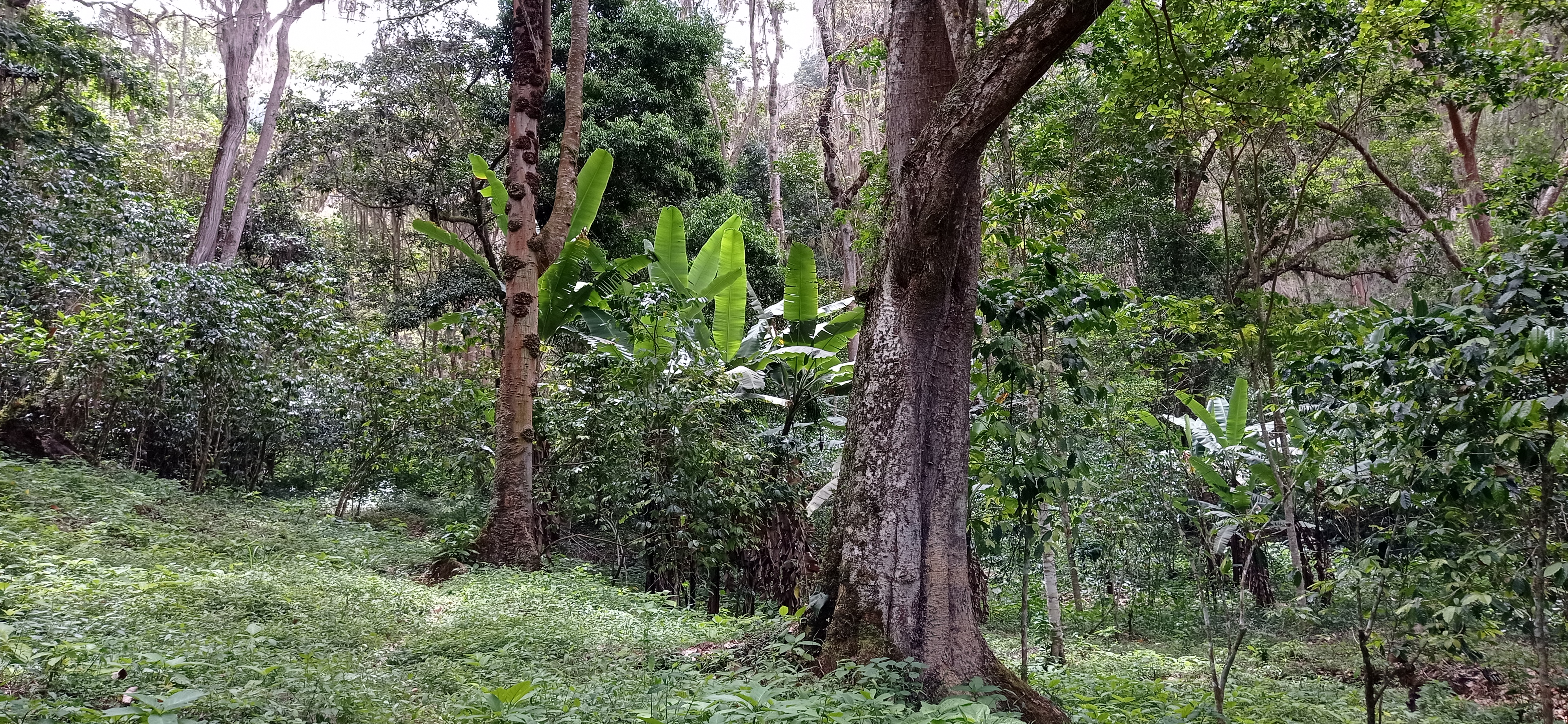 La Variedad Caripe se extenderá hacia resto de Venezuela