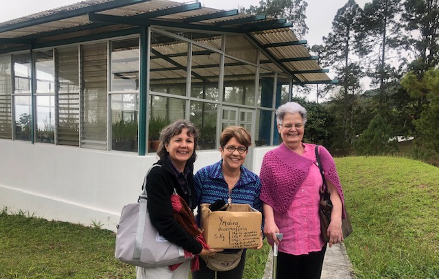 Banco de Germoplasmas de la Variedad Caripe