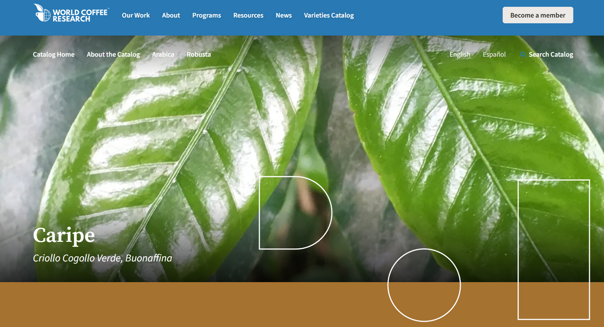 variedad caripe, cafe de caripe