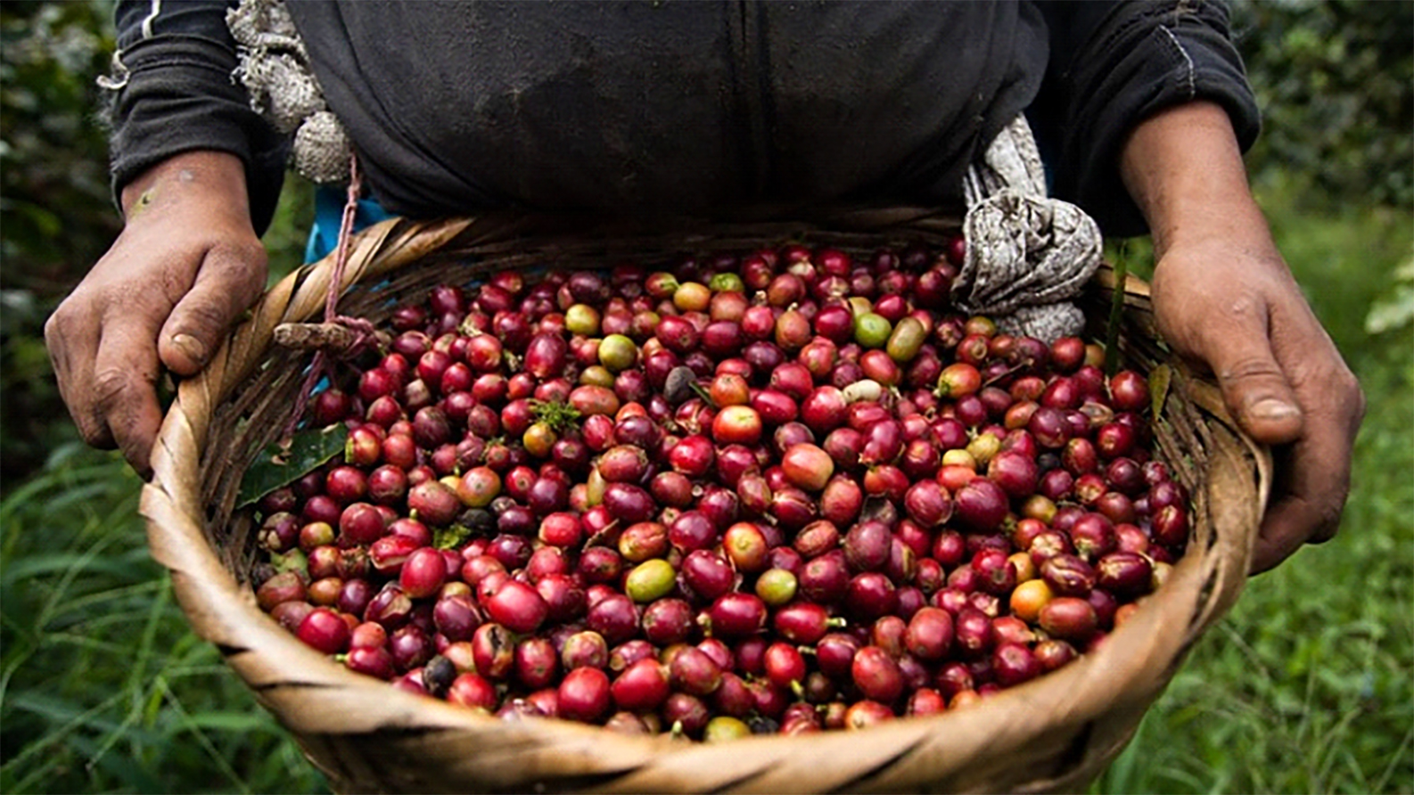 Oportunidades para la Variedad Caripe y el café venezolano